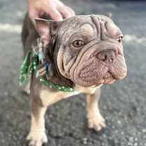 Thumbnail photo of OTTO #2