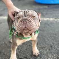 Thumbnail photo of OTTO #3