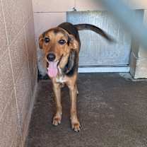 Thumbnail photo of Dunkin #2