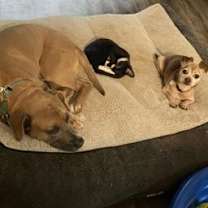 Thumbnail photo of Jolly Boy Lizman #2