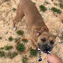 Thumbnail photo of Jolly Boy Lizman #4