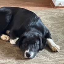 Thumbnail photo of Bruno #1