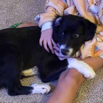 Thumbnail photo of Bruno #2