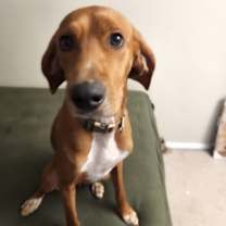 Thumbnail photo of Red #1