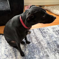 Thumbnail photo of Oliver #2