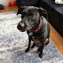 Thumbnail photo of Oliver #4