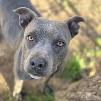 Thumbnail photo of Maple #2