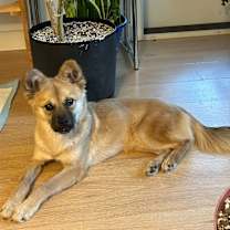 Thumbnail photo of Langyi #4