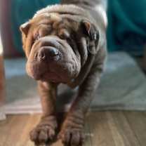 Thumbnail photo of Pea #1