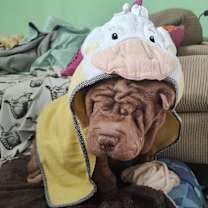 Thumbnail photo of Pea #2