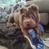 Thumbnail photo of Pea #3