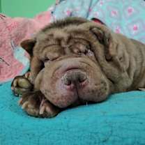 Thumbnail photo of Pea #4