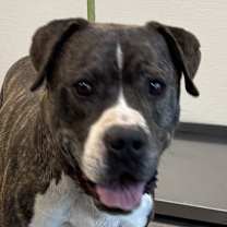 Thumbnail photo of Buddy #1