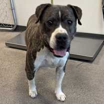 Thumbnail photo of Buddy #2