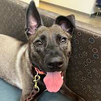 Thumbnail photo of Rainbow SuperNova #4