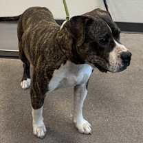 Thumbnail photo of Buddy #3