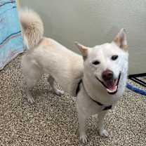 Thumbnail photo of Haru #1