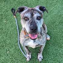 Thumbnail photo of Millie #3