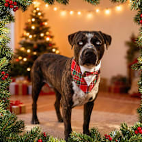 Thumbnail photo of Holden Caulfield #3