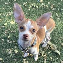 Thumbnail photo of Jimmy Neutron (Fostered in Papillion) #1