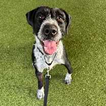 Thumbnail photo of Dixie #1