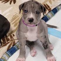 Thumbnail photo of ROXANNE #1