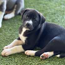 Thumbnail photo of RANGO #1