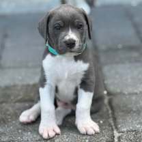 Thumbnail photo of RHINO #1