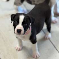 Thumbnail photo of RAYA #1