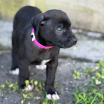 Thumbnail photo of RASTA #1