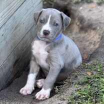 Thumbnail photo of RIPLEY #1