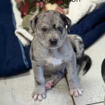 Thumbnail photo of REMINGTON #1