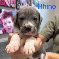 Thumbnail photo of RHINO #2
