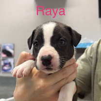 Thumbnail photo of RAYA #2