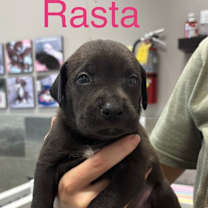 Thumbnail photo of RASTA #2