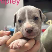 Thumbnail photo of RIPLEY #2