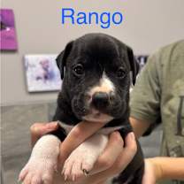 Thumbnail photo of RANGO #2