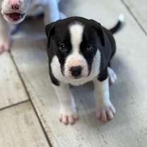 Thumbnail photo of RAYA #3