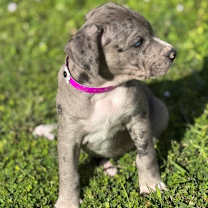 Thumbnail photo of ROXANNE #3