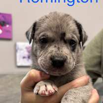 Thumbnail photo of REMINGTON #2