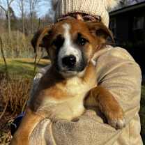 Thumbnail photo of NY Tessa Avail Dec 27 (Tractor Supply - Patterson) #2