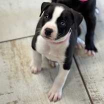 Thumbnail photo of RAYA #4