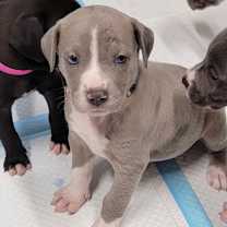 Thumbnail photo of RIPLEY #3