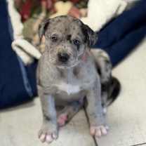 Thumbnail photo of REMINGTON #3