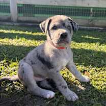 Thumbnail photo of REMINGTON #4