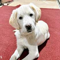 Thumbnail photo of Radley #3