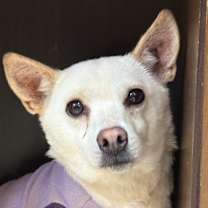 Thumbnail photo of Nuni #1