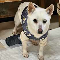 Thumbnail photo of Nuni #3