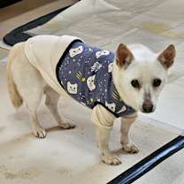 Thumbnail photo of Nuni #4