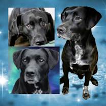 Thumbnail photo of Duke Silver #4